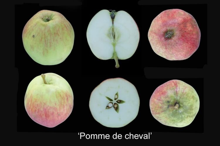 userfiles/produit/5776/photo_var_331_pomme de cheval.jpg